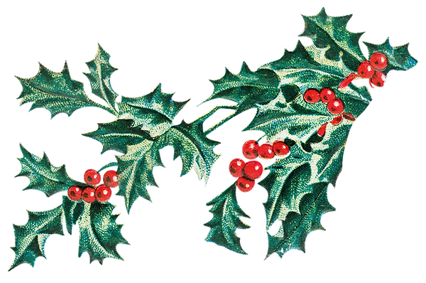 A decorative illustration of a bough of holly