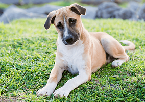askal-dog-puppy-outdoor.png