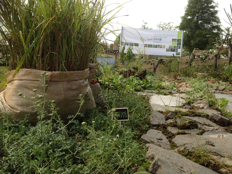 드림파크_한라구절초