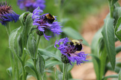 Bees on Bachelor Buttons