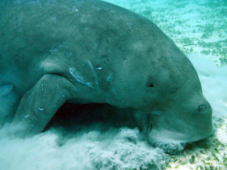 Don’t Kill Dugong and other human beings please!