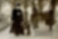 Ionia Bear at Hyde Park 4x6 C 300.jpg