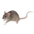 rodents, rats, mouses, mice, rodent cont