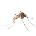 mosquitoes mosquitoes control, mosquitoe