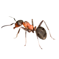 ants, fire ants sugar ants pharoa ants ,