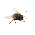 flies , flies control , fly control, fli