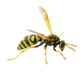 bee wasps , bee removal, wasps control b