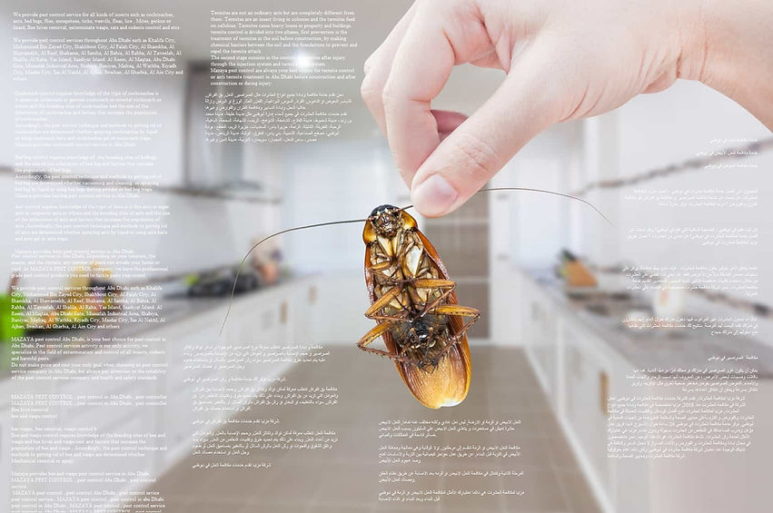 pest control Abu Dhabi | MAZAYA PEST CONTROL | best pest control servicein Abu Dhabi