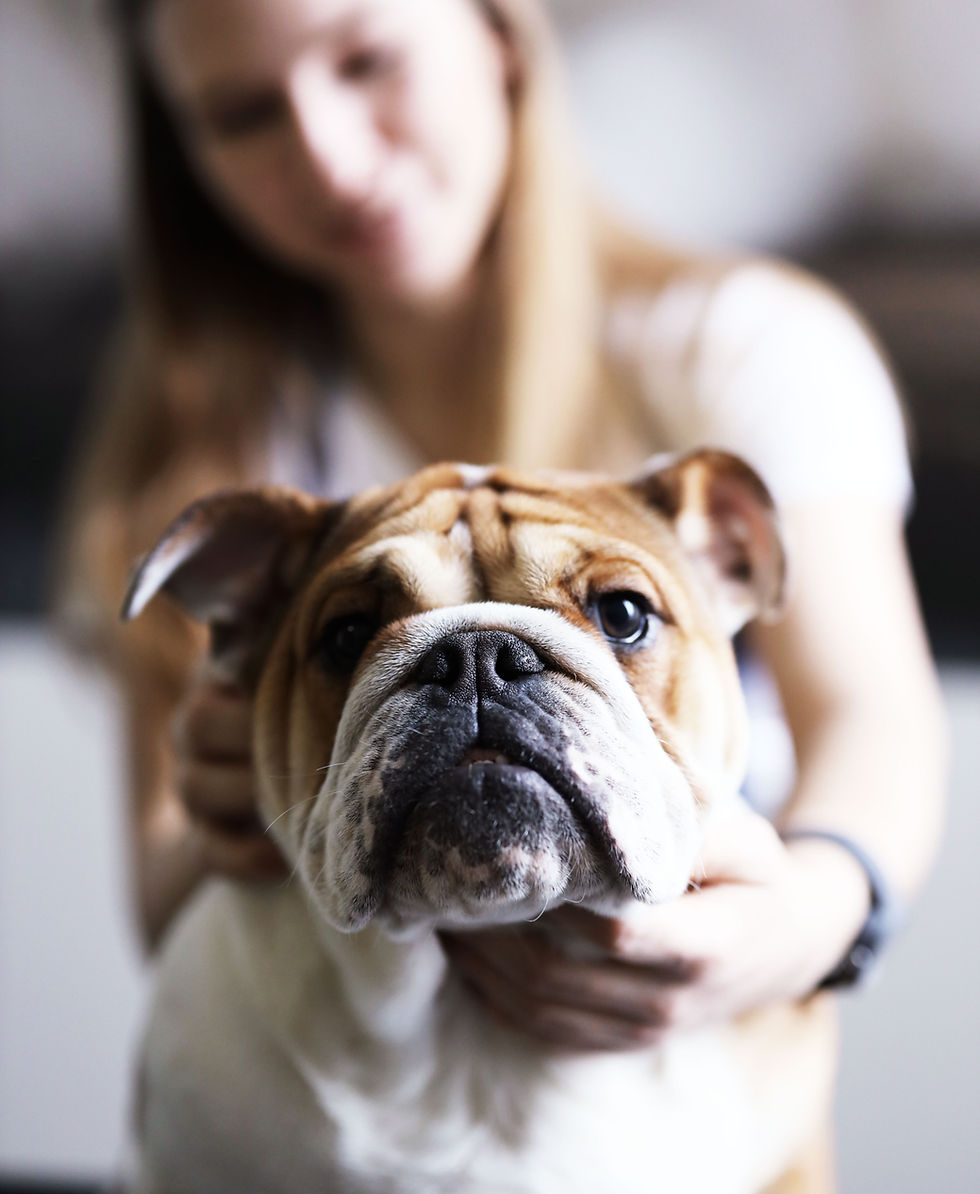 Dog With Owner