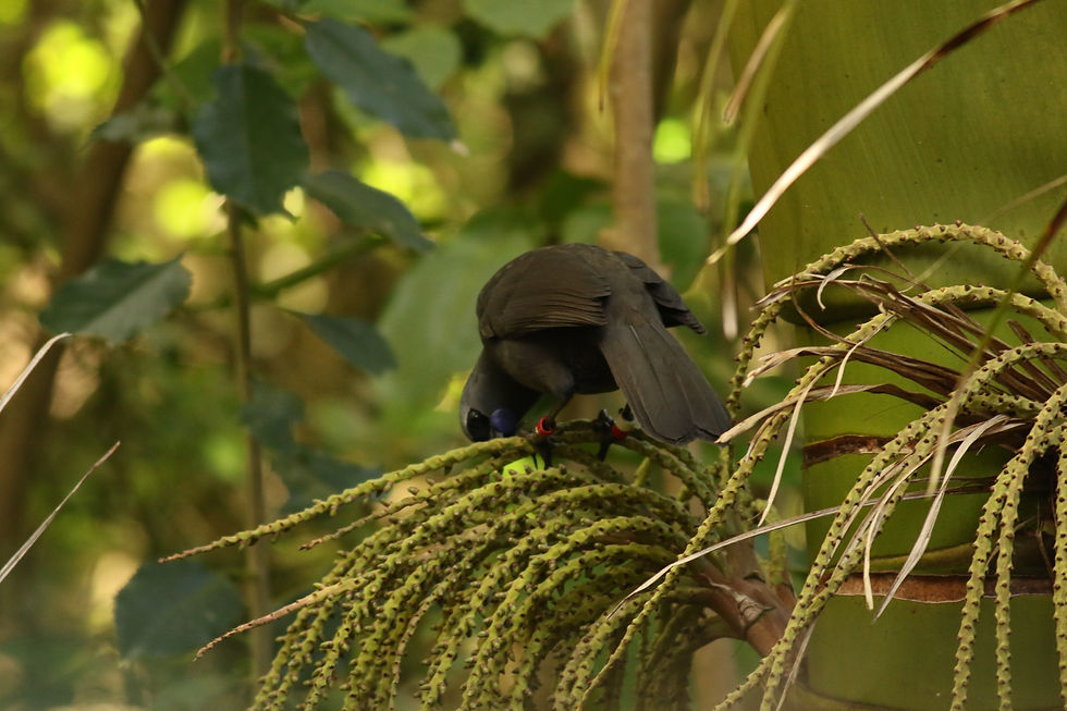 Thumbnail: Kaharoa Kōkako Trust