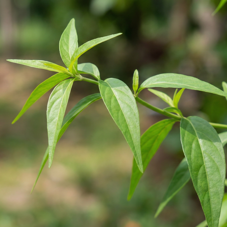 "พญายอ" (เสลดพังพอนตัวเมีย) ราชินีสมุนไพรปราบพิษแมลง-ผื่นคัน ไอเทมลับที่ทุกบ้านต้องมี