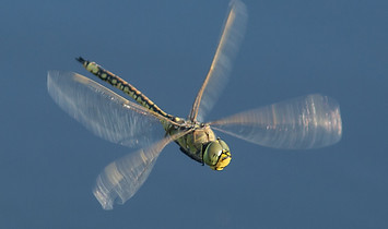 Australian Emperor.jpg