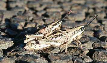 Common Pyrgomorph.jpg