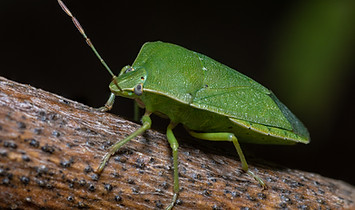 Green Stinkbug.jpg