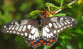 Dainty Swallowtail.jpg