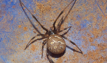 Brown Widow.jpg