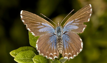 Saltbush Blue.jpg