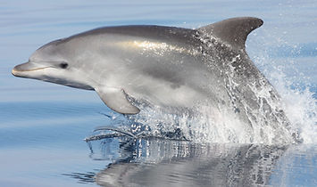 Common Bottlenose.jpg
