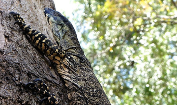 lace monitor_edited_edited.jpg
