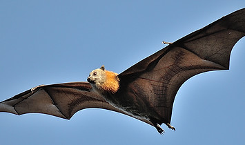 Flying Fox.jpg