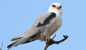 Black Shouldered Kite.jpg