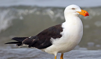 Pacific gull.jpg