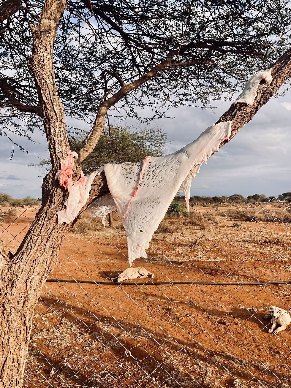 Goat fat hanging from a tree
