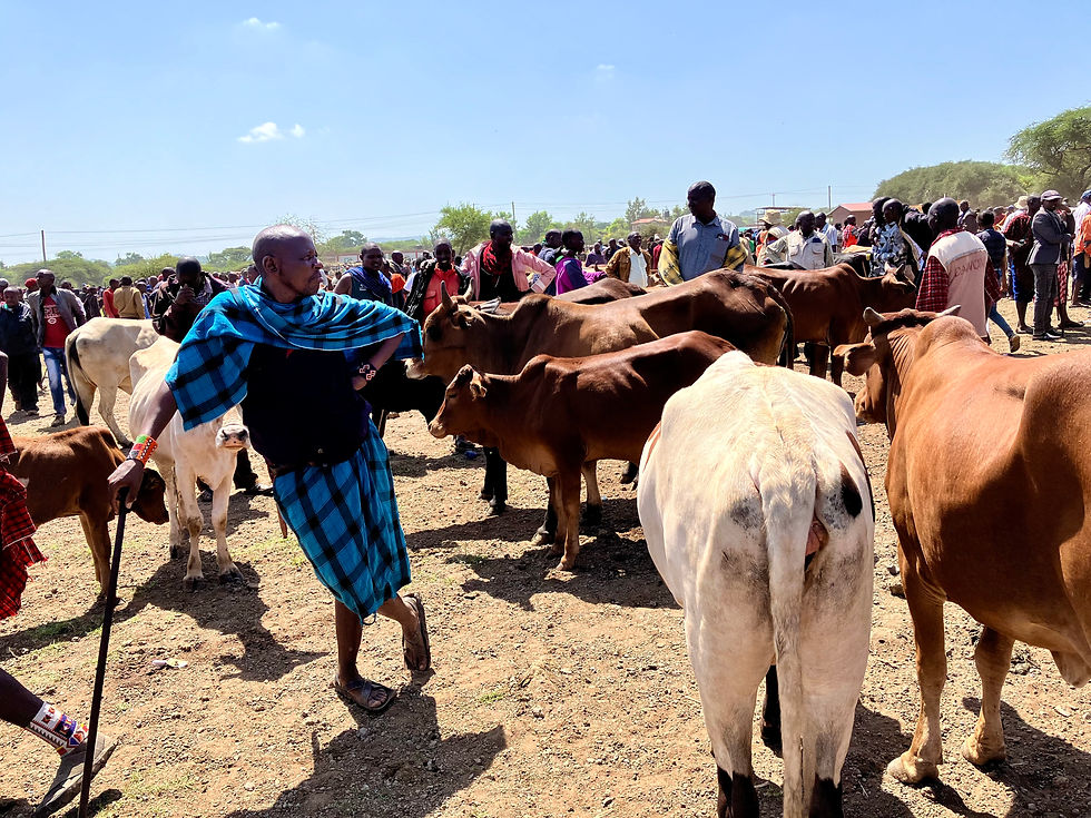 A Maasai man watching the cattle