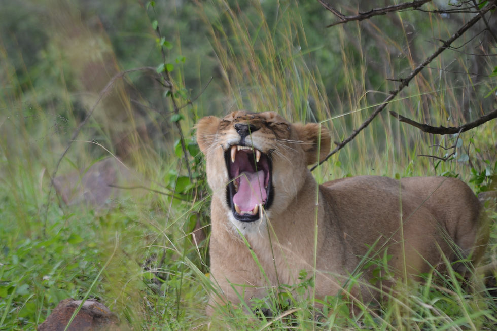 A lion opening its mouth