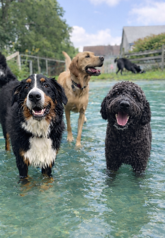 Happy dogs pawnd.png
