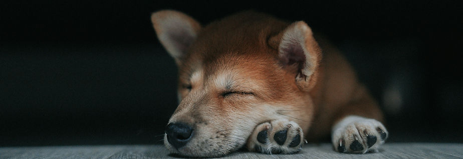 Dog relaxing during an overnight stay at Camp Shake-A-Paw in London Ontario