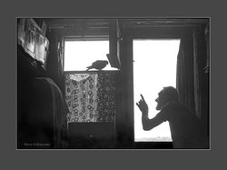 Разговор с голубем