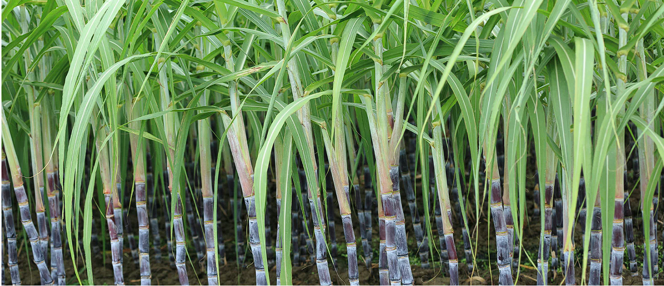sugarcaneplant.png