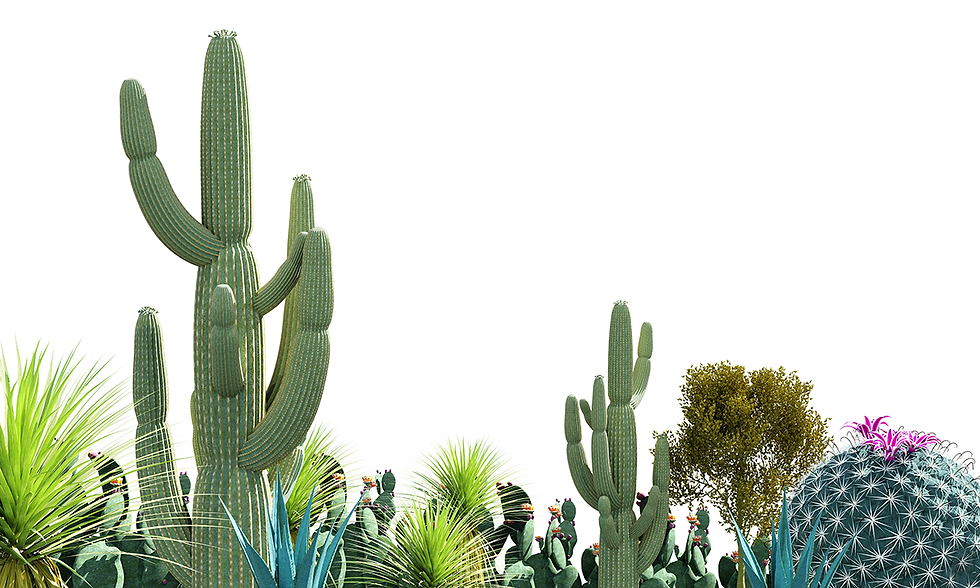 BLOOMING CACTUS.png