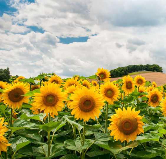 “Sunflowers and Blessings” Sunday Worship Service