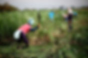 La lucha ancestral por la tierra en el Norte del Cauca
