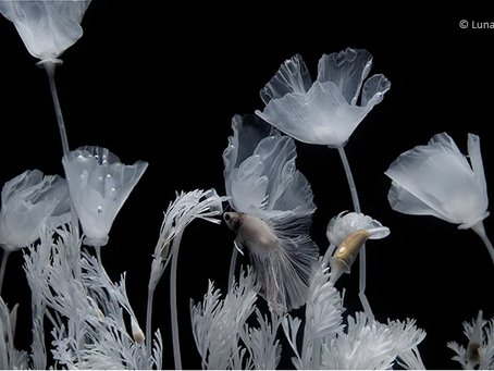 Jardín acuático de flores transparentes