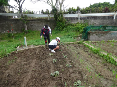 サツマイモの苗植え(小2年生 4.27)