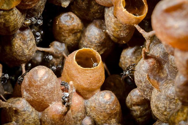 STINGLESS BEE HONEY.jpeg