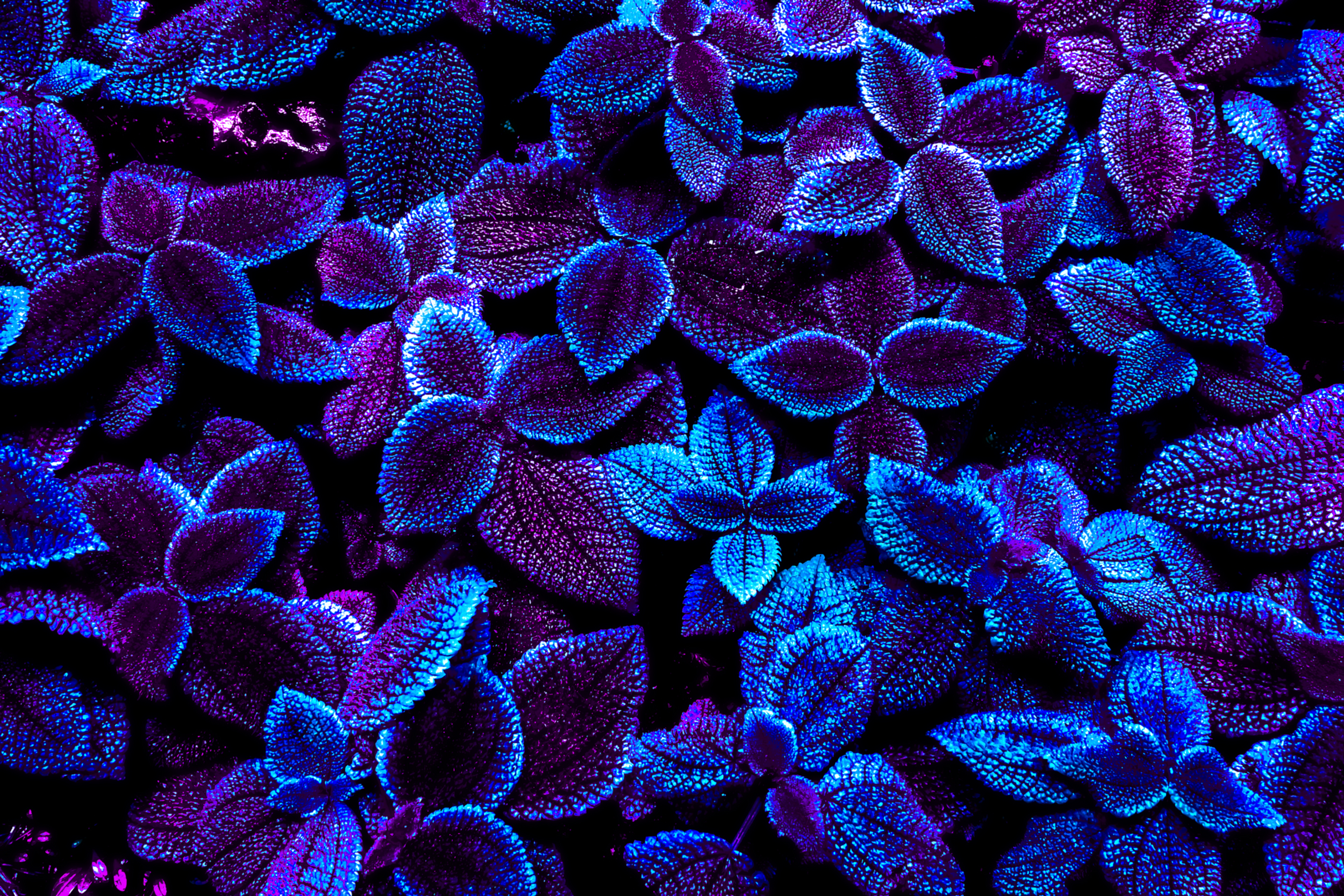 Psychedelicscapes - Digital