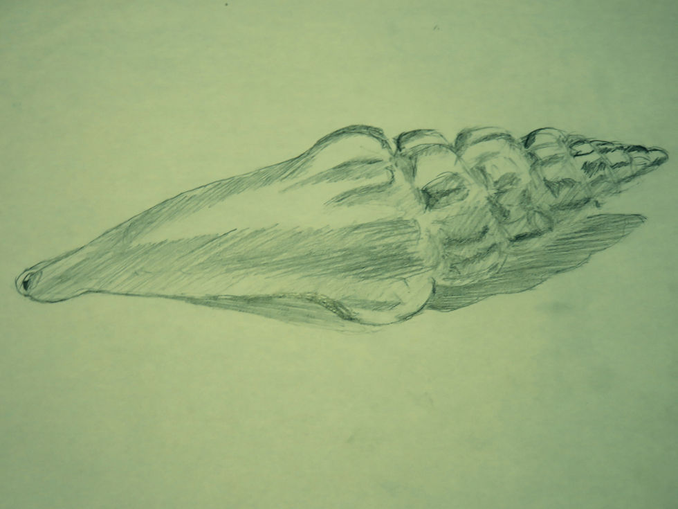 רישום של צדף