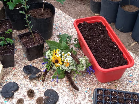 ¿Sabías que Semana del Árbol impulsa y coordina una Red de sembradores?