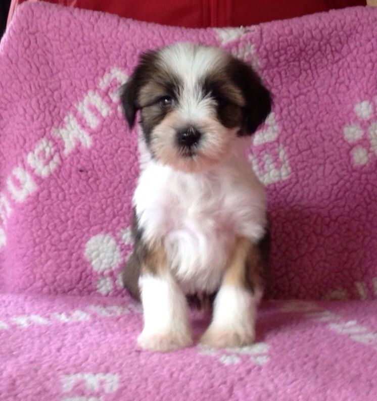 Female Tibetan Terrier Puppy ( Lussy)