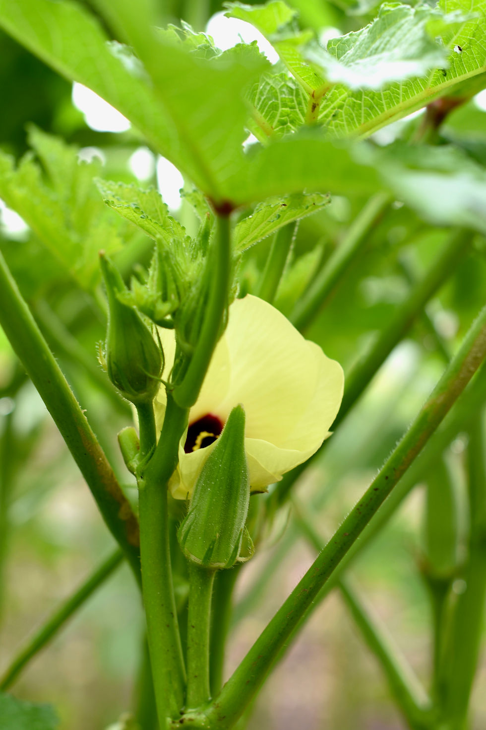Thumbnail: Pickled Okra - Original