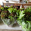Thumbnail: Mikey's Garden Living Lettuce Bouquet