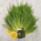 Wheatgrass Shot