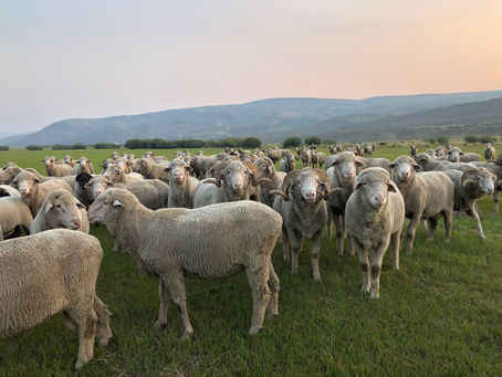 A Few Things about Raising Bucks