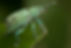 48943118412_c8c55469b7_o(1)_weevil.jpg