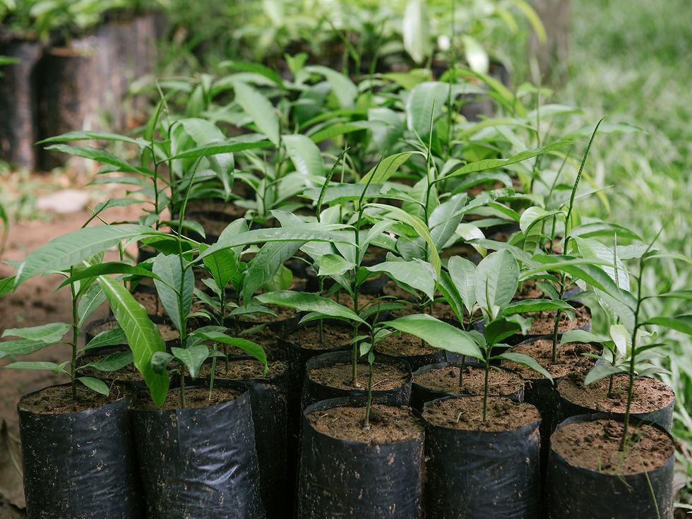 Reforestation Vivero Finca Las Piedras