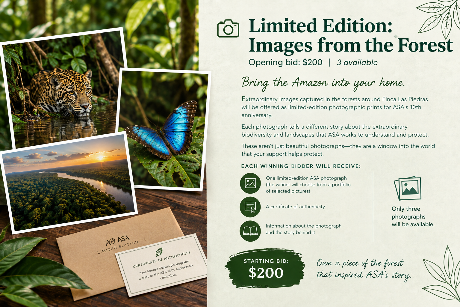 Limited Edition: Images from the Forest 1
